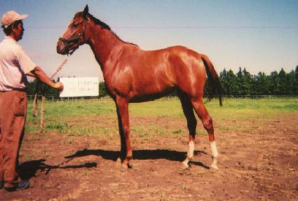 ����ŸƮ ����