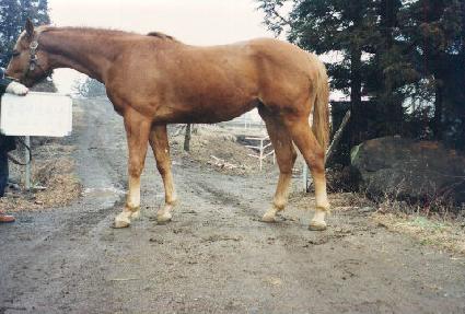 ����� ����