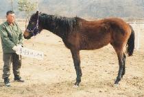 ������ (EOJINA) ����