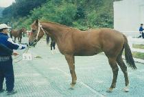 ���Ÿ�̰� (GOLD TIGER) ����