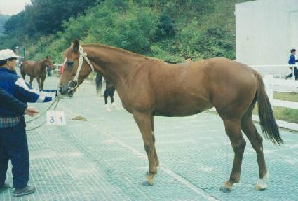 ���Ÿ�̰� ����