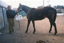 �ٶ����� (BARAM SEORI) ����