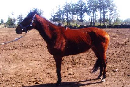 ���������� ����