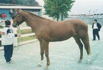 �ٻ����� (DASAN JEONGGI) ����