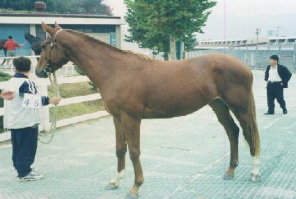 �ٻ����� ����