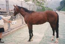 ������ŷ (ORION KING) ����