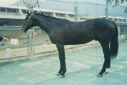 �����屺 ����