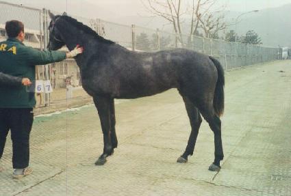 õ��½� ����