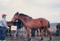 ȣ������ (HOWI SEONBONG) ����