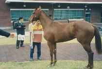 �ָ���� (JUMAL KWAEGEO) ����