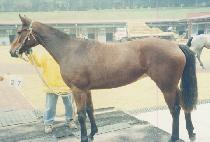 ��µ��� (DAESEUNG DOLPA) ����