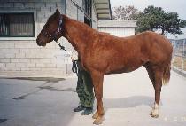 ������� (KWAESOK JUHAENG) ����