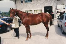 �߷����� (BALLERINO) ����