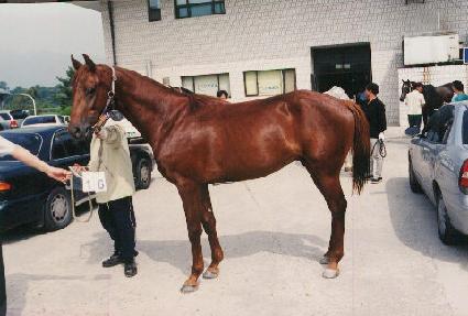 �߷����� ����