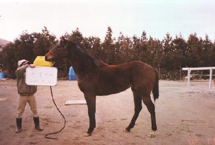 ����Ʈ���� ����