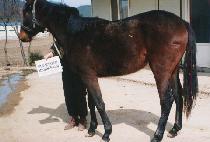 õ�� (CHEONSANG) ����