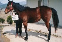 ��¥ (JINJJA) ����