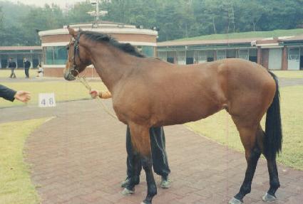 ī�ٵ� ����