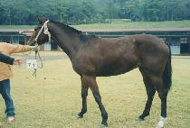 �Ҵ� (SODAM) ����