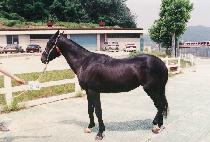 ����ī�� (BLACK CARD) ����