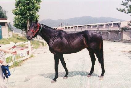 �ǹ����� ����