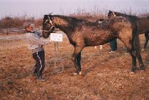 �����Ǻ� (SIINUI BYEOL) ����