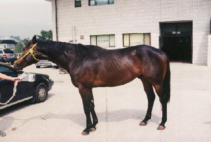 �¸����� ����