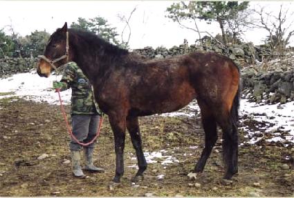 �մ�� ����