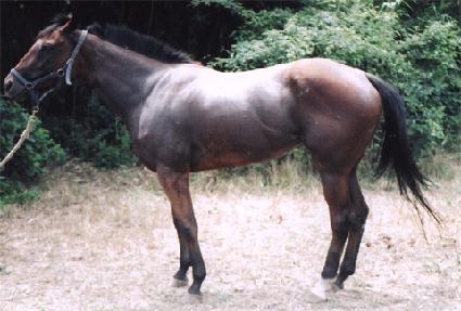 ������ ����