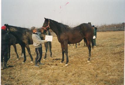 �¹鼳�� ����