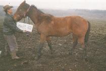 ��Ÿ��� (STAR WOOD) ����