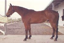 �Ի� (IPSAN) ����