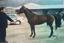 ��ȣũ (BIG HAWK) ����