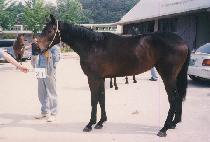 ������� (HUIGYEONG CHUKJE) ����