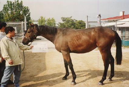 ��ĵ��۷θ� ����