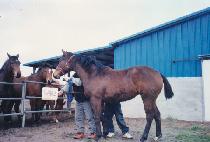 �ݼ� (BANSEOK) ����