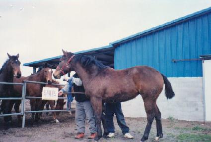 �ݼ� ����