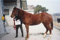 �򽺸��� (BIG SMILE) ����