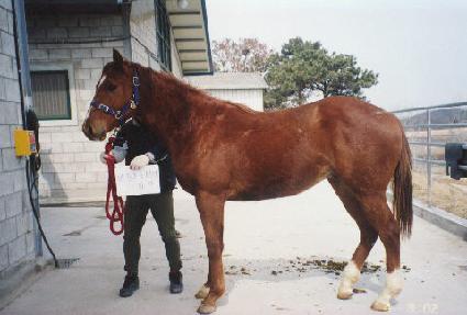 �򽺸��� ����