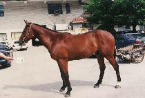 �����ָ� (MEOTJIN JUMAL) ����