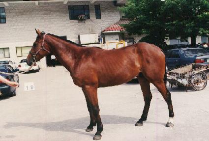 �����ָ� ����