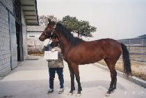 ������ (BOM GADEUK) ����