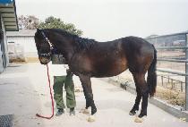 �ݺ�� (GEUMBISOK) ����