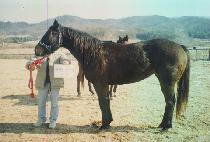 ���ߺ��� (GONGJUNG BIHAENG) ����