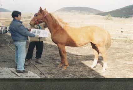 ���ƹ�ȭ�� ����