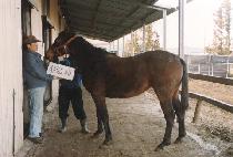 ¯���� (JJANGDORI) ����