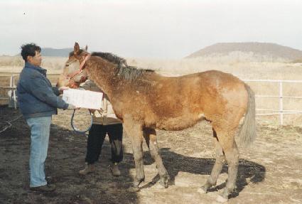 ������ ����