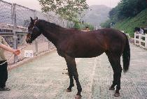 �������� (BEON GAE DONGJA) ����