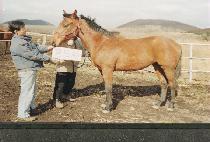 �п� (PAEWANG) ����