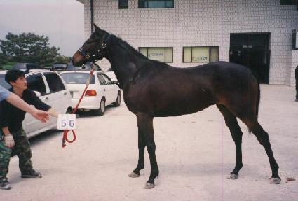 �����Ѿ�ħ ����